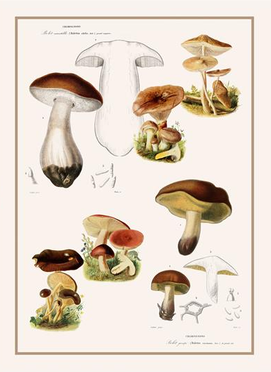 champignon