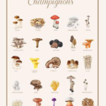 Coupon de tissu - Champignon 3
