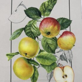 Coupon de tissu - Pommes du verger
